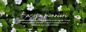 Bacopa monnieri - Health Benefits, Uses and Important Facts