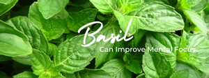 Natural Nootropics: How Basil Can Improve Mental Focus