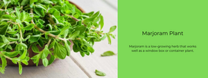 Marjoram Plant - Health Benefits, Uses and Important Facts