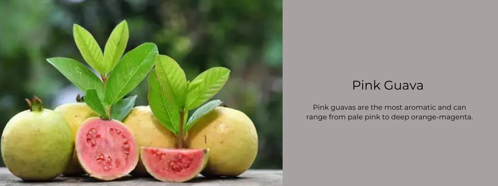 Pink Guava – Health Benefits, Uses and Important Facts