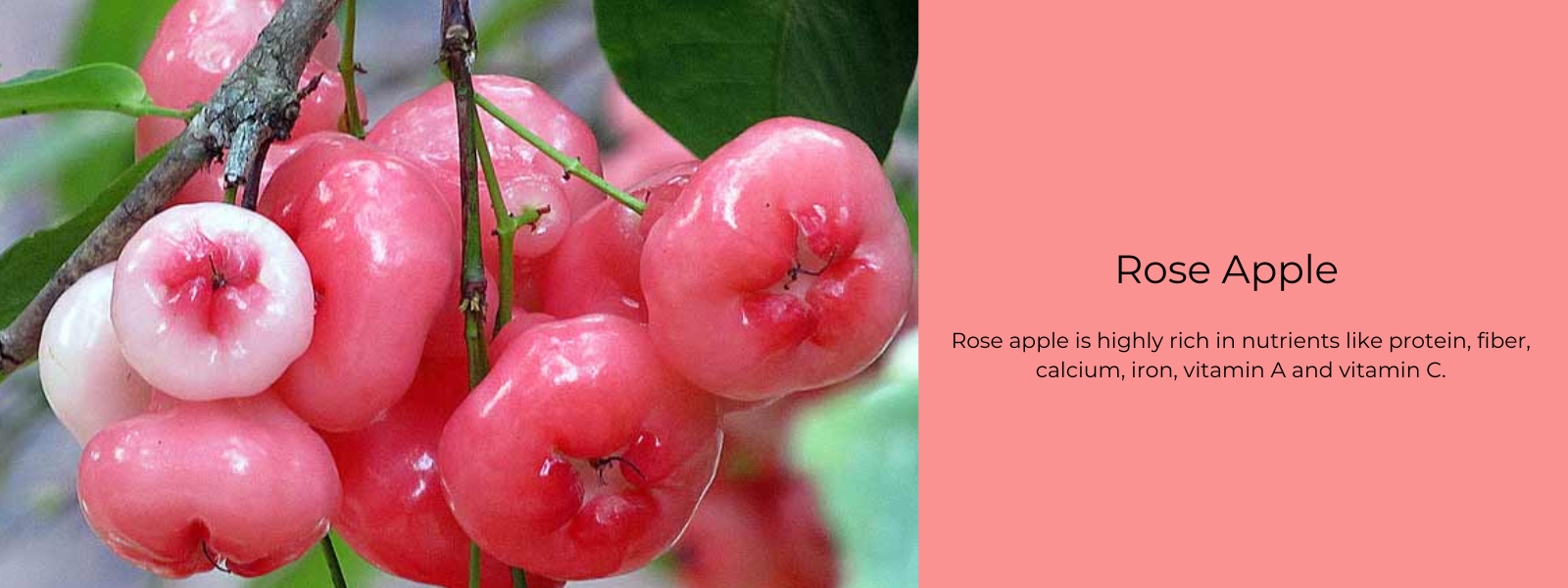 Rose Apple – Health Benefits, Uses and Important Facts