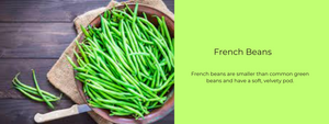 French Beans – Health Benefits, Uses and Important Facts