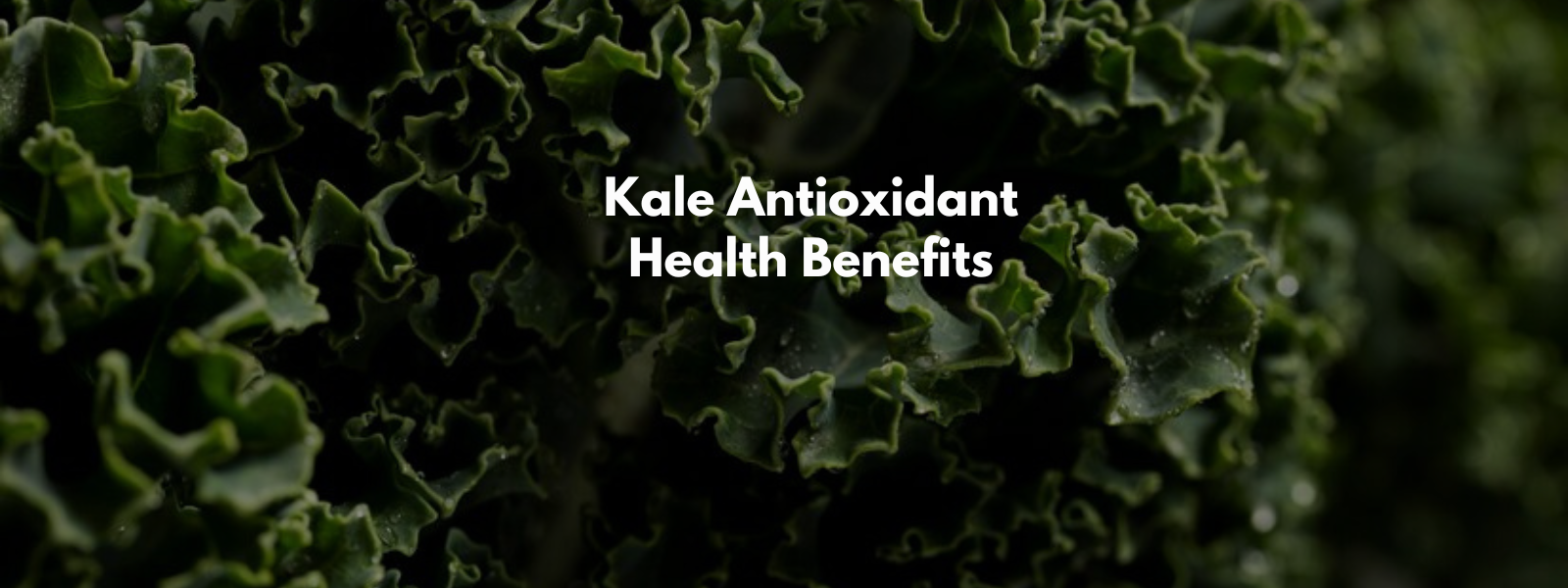 Kale Antioxidant Health Benefits