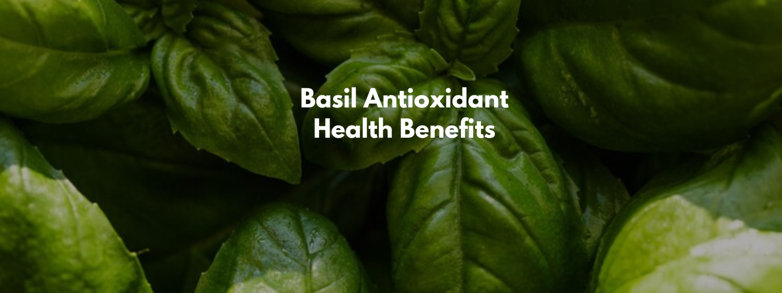 Basil Antioxidant Health Benefits