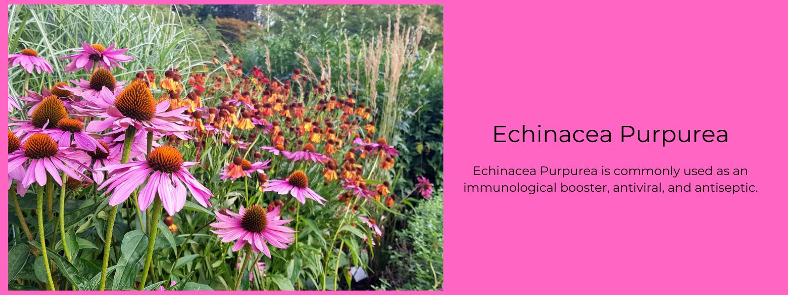 Echinacea Purpurea - Health Benefits, Uses and Important Facts