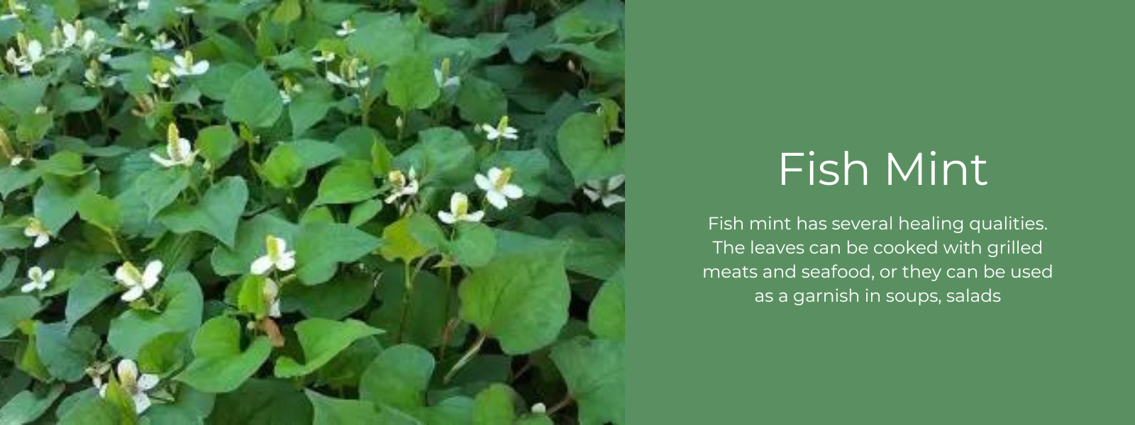 Fish Mint- Health Benefits, Uses and Important Facts