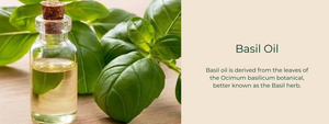 Basil Oil - Health Benefits, Uses and Important Facts