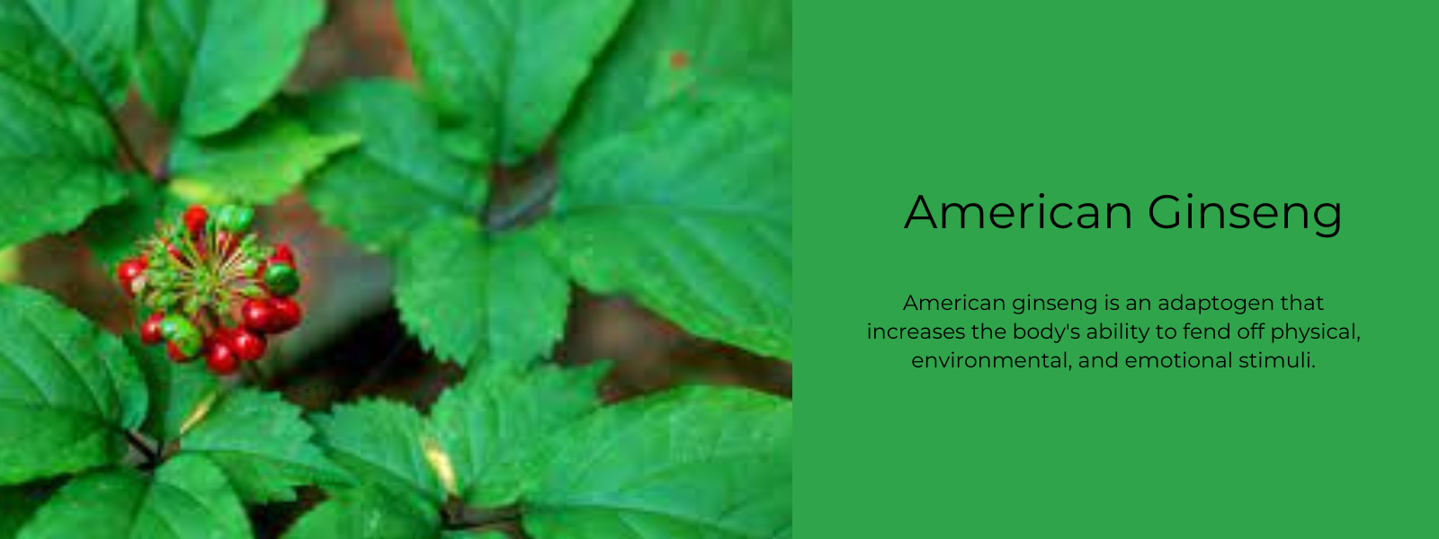 American Ginseng Health Benefits Uses and Important Facts