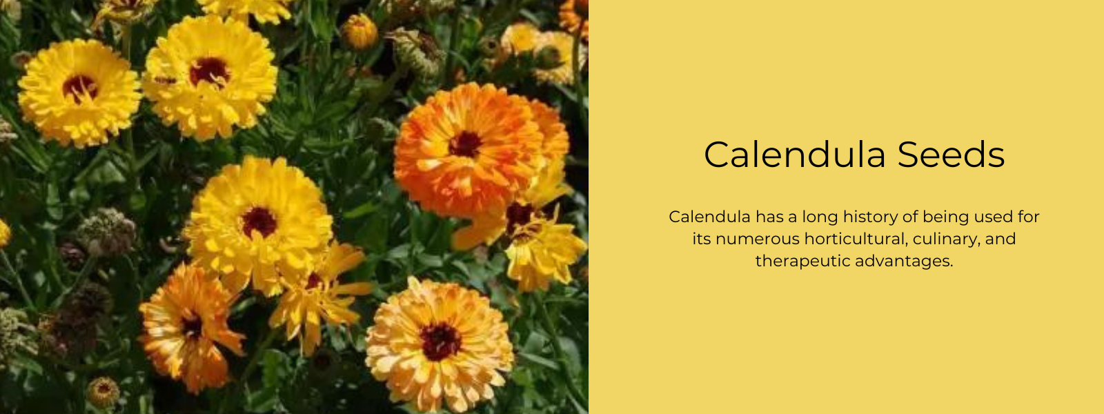 Calendula Seeds - Health Benefits, Uses and Important Facts
