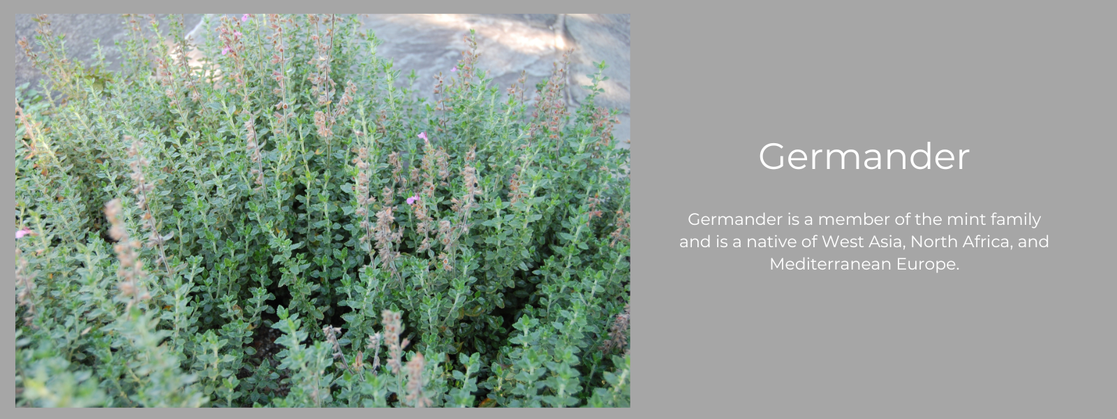 germander-health-benefits-uses-and-important-facts-potsandpans-india