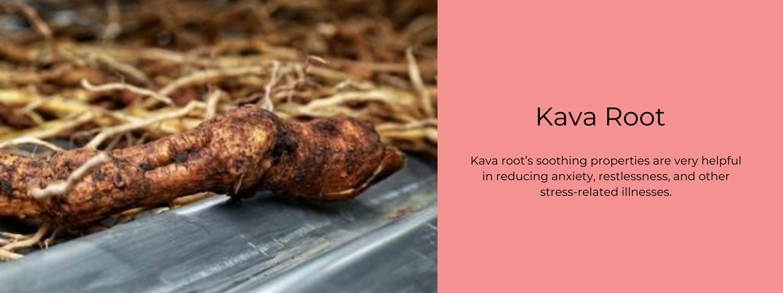 Kava Root Health Benefits Uses and Important Facts