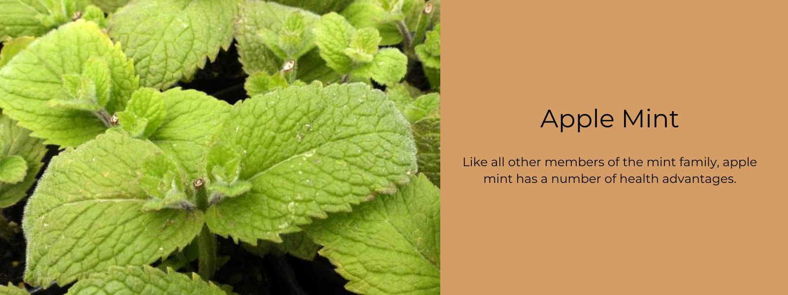 5 Health Benefits of Mint - Why Mint Leaves Are Good For You