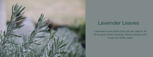 Lavender Leaves - Health Benefits, Uses and Important Facts