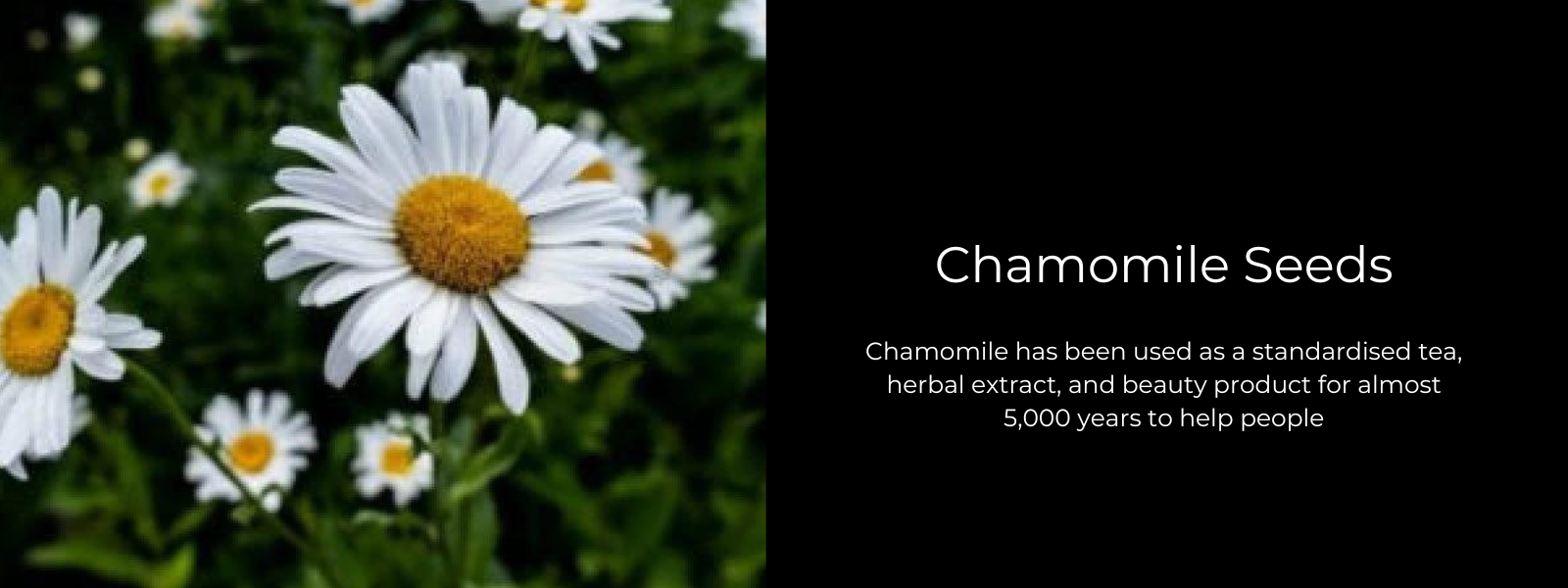Roman Chamomile Uses and Benefits