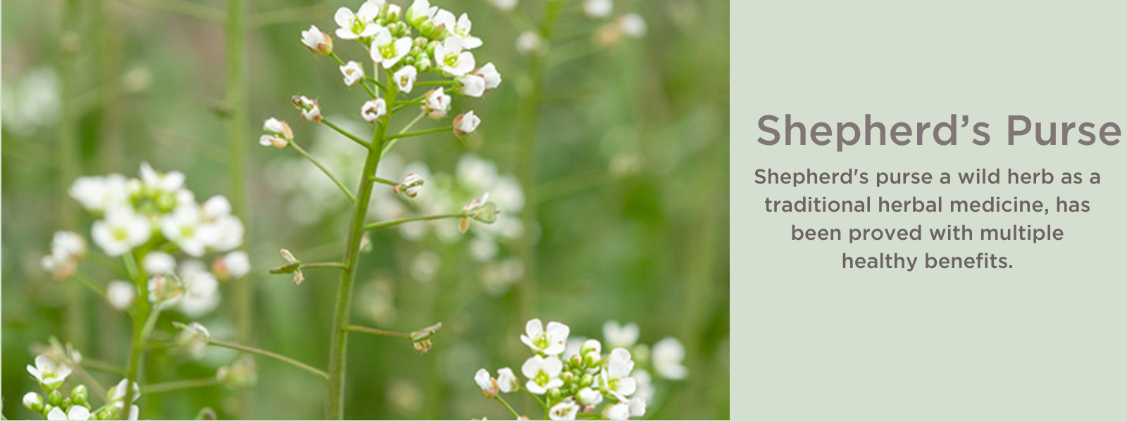 Shepherd's Purse plant #medicinal #wildmedicine #herbalism #herbalist ... |  TikTok
