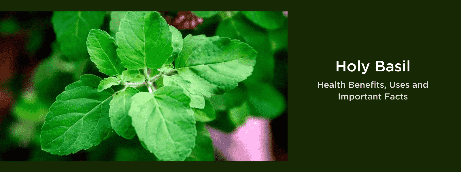 Holy Basil Health Benefits Uses and Important Facts