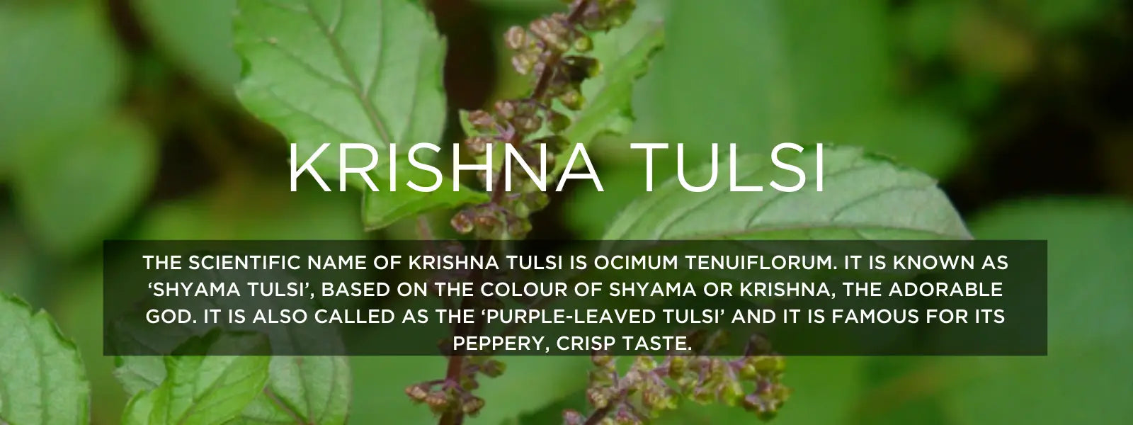 krishna tulsi leaves