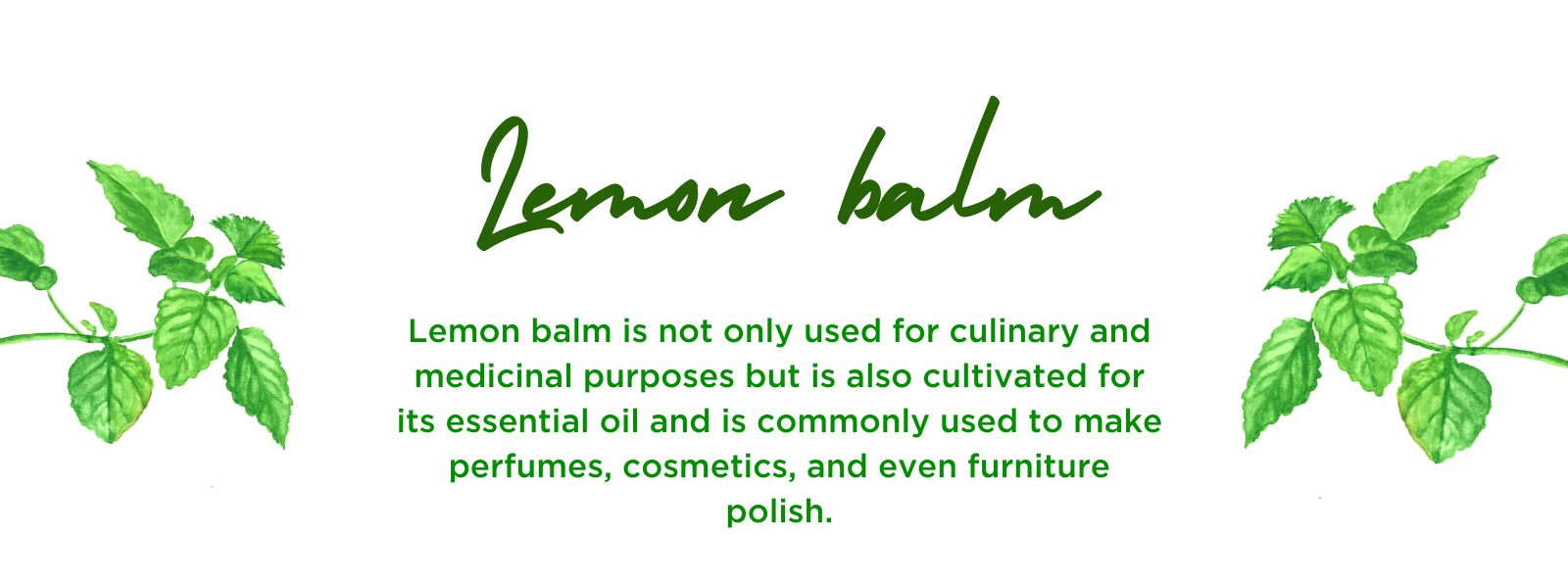 Lemon Balm- Health Benefits, Uses and Important Facts - PotsandPans India