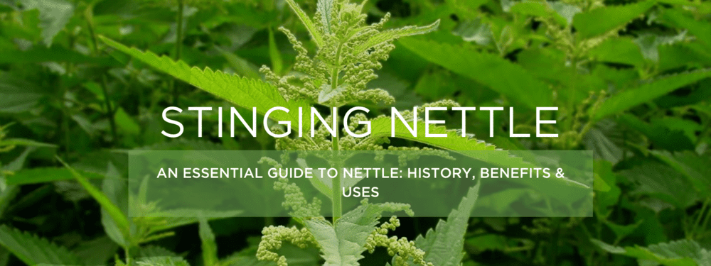 Nettle Benefits - Natural Health Guide